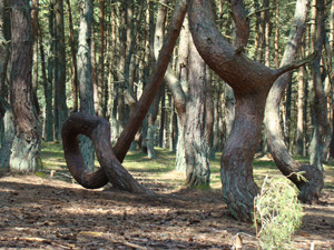 танцующий лес1.jpg